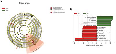 The interplay between the gut microbiota and metabolism during the third trimester of pregnancy